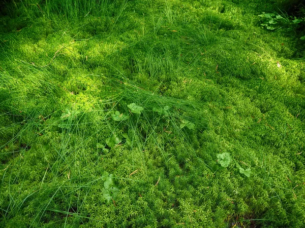 Trawa w lesie — Zdjęcie stockowe