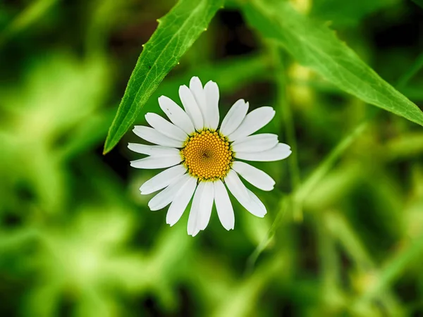 在森林里的洋甘菊 — 图库照片