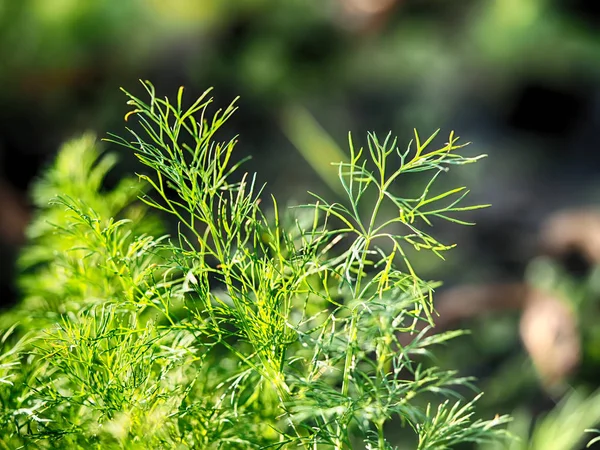 Dill i trädgården — Stockfoto