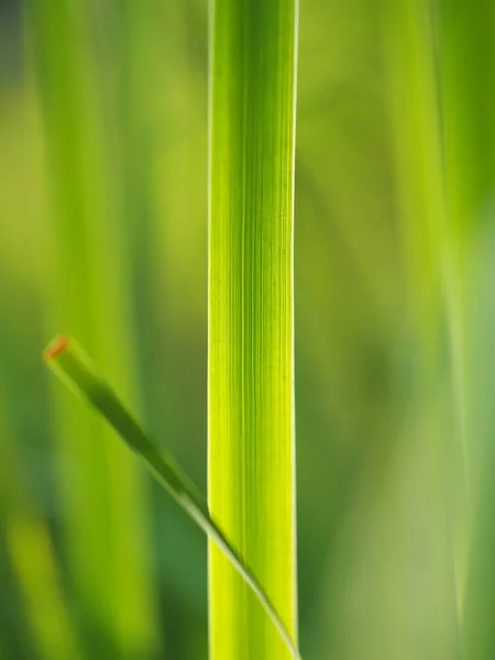 Gras im Wald — Stockfoto