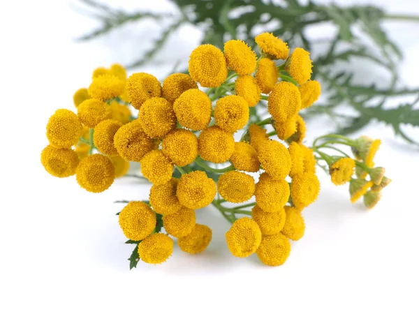 Flores tansy em um fundo branco — Fotografia de Stock