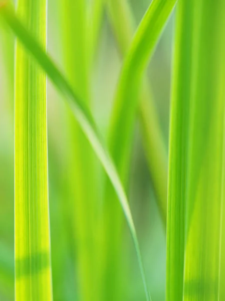 Gras im Wald — Stockfoto