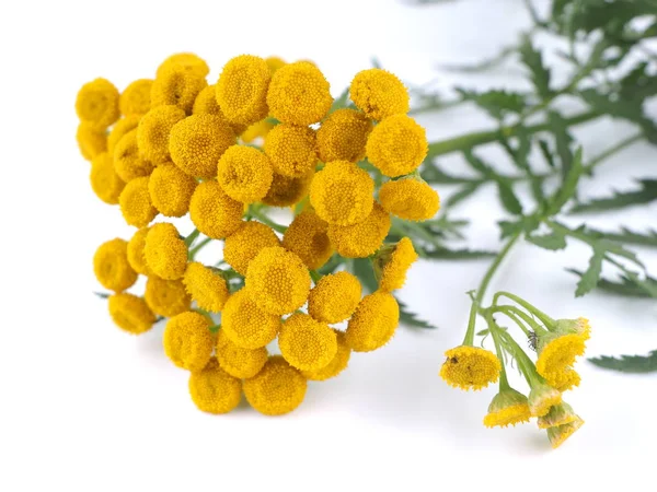 Flores tansy em um fundo branco — Fotografia de Stock