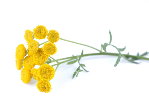 Tansy flowers on a white background — Stock Photo, Image