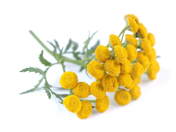 Flores tansy em um fundo branco — Fotografia de Stock