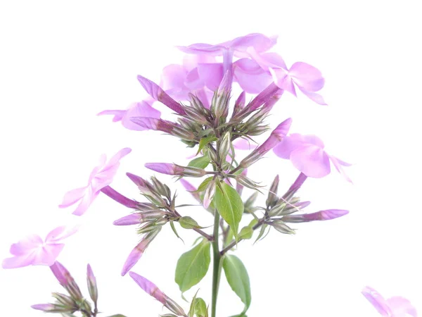 Phloxes květy na bílém pozadí — Stock fotografie