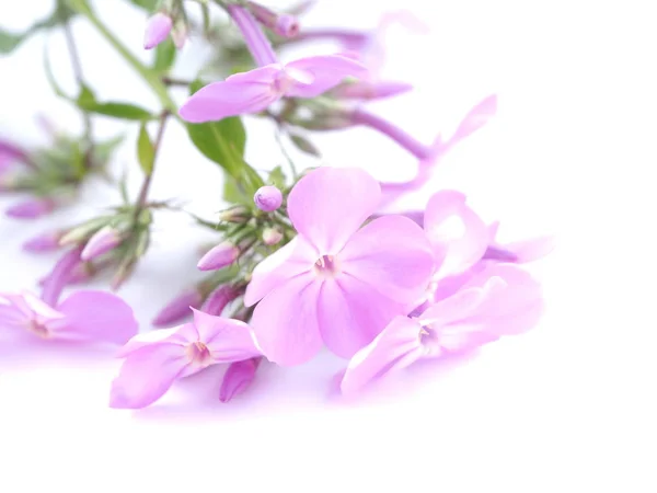 Phloxes květy na bílém pozadí — Stock fotografie