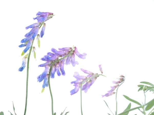 Virág, borsó, fehér háttér — Stock Fotó