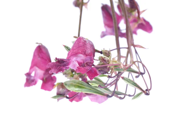 Balsam flowers on white background — Stok Foto