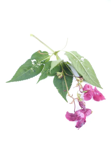 Balsam flowers on white background — Stock Photo, Image
