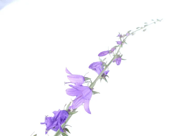 Flowers bells on a white background — Stock Photo, Image