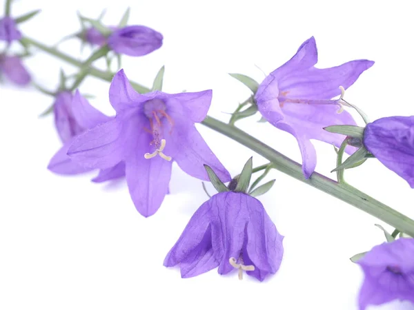 Flores sinos em um fundo branco — Fotografia de Stock