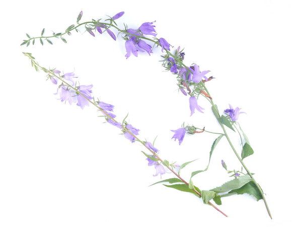 Цветы колокола на белом фоне
