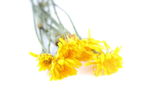 St. John's wort flowers on a white background — Stock Photo, Image