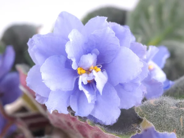 Violet in a pot on a white background — Stock Photo, Image