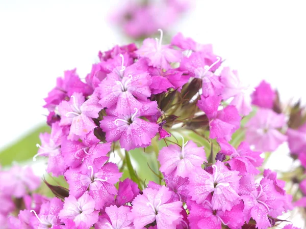 Nelken Blumen auf weißem Hintergrund — Stockfoto