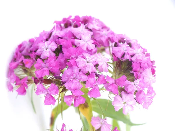 Cravos flores no fundo branco — Fotografia de Stock