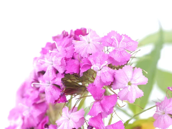 在白色背景的康乃馨花 — 图库照片