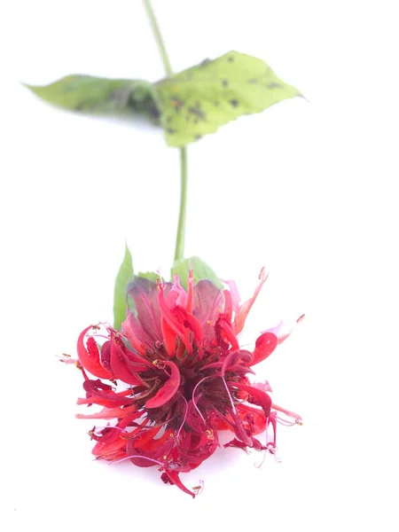 Bergamot flowers on white background — Stock Photo, Image