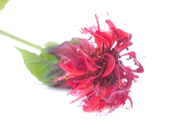 Bergamot flowers on white background — Stock Photo, Image