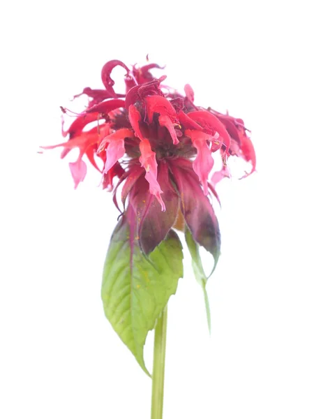 Bergamot flowers on white background — Stock Photo, Image