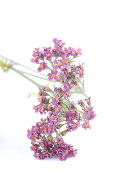 Flores de milenrama sobre fondo blanco — Foto de Stock