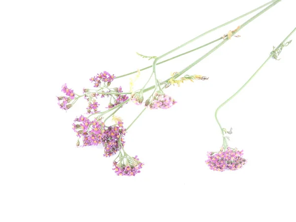 白い背景の上のノコギリソウの花 — ストック写真