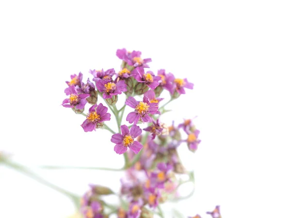 Civanperçemi çiçek beyaz arka plan üzerinde — Stok fotoğraf
