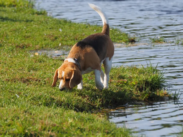 Cão no rio — Fotografia de Stock