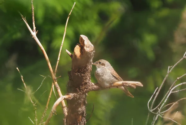 Shrike στο δάσος — Φωτογραφία Αρχείου