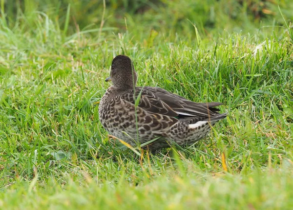 Duck teal on the river bank — Stock Photo, Image