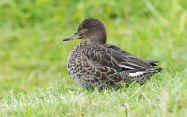 nehir kıyısında üzerinde ördek deniz mavisi