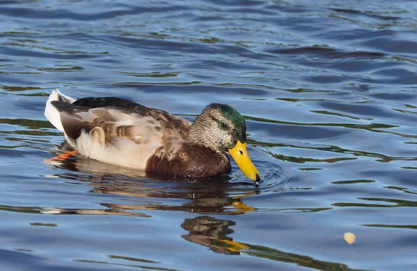 Pato en la orilla del río — Foto de Stock