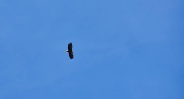 Ak kuyruklu kartal gökyüzünde