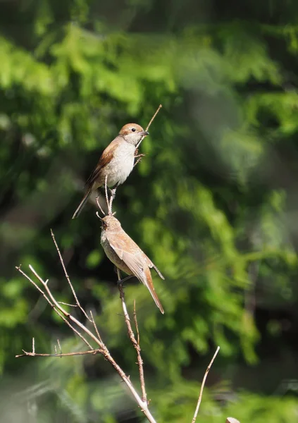 Shrike in the woods — Stock Photo, Image