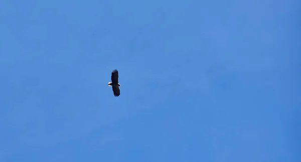 White-tailed eagle in the sky — Stock Photo, Image