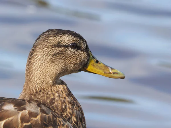 Duck on the river bank — Stock Photo, Image