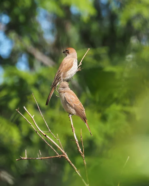 Shrike en el bosque — Foto de Stock