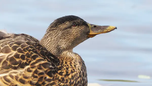 Pato en la orilla del río —  Fotos de Stock