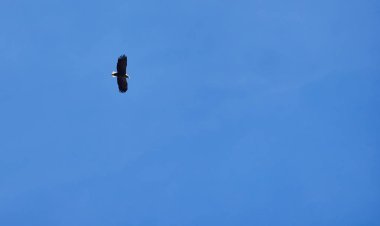 Ak kuyruklu kartal gökyüzünde