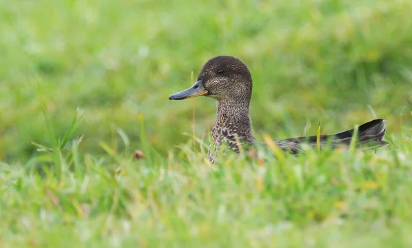 Duck teal on the river bank — Stock Photo, Image