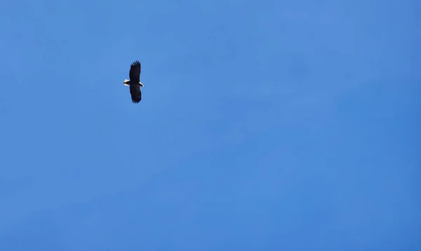 Seeadler am Himmel — Stockfoto