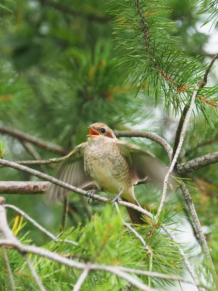 Shrike na floresta — Fotografia de Stock