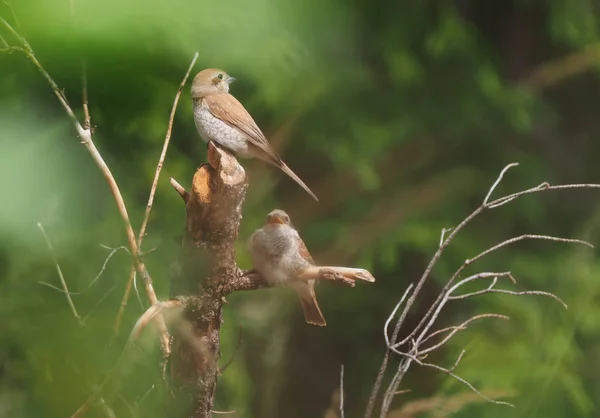 Würger im Wald — Stockfoto