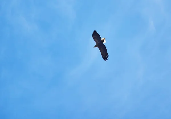 Aigle à queue blanche dans le ciel — Photo