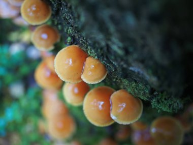 Hypholoma capnoides ormandaki bir güdük üzerinde