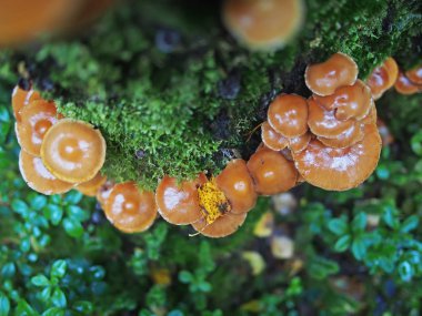 Hypholoma capnoides ormandaki bir güdük üzerinde