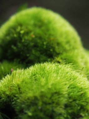 kütük üzerinde yosun