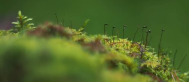 kütük üzerinde yosun