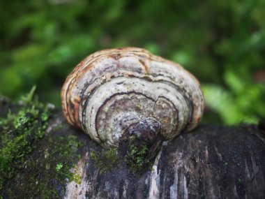 ormandaki bir ağaç üzerinde mantar tinderpipe